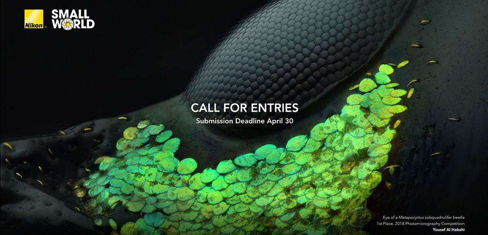 Nikon`s Small World 2023 Photomicrography and Video Competition