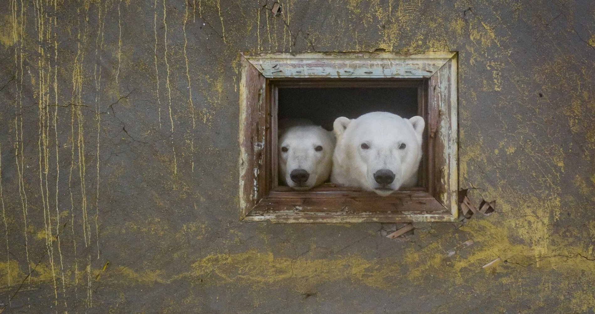 dmitry kokh photographs polar bears occupying an abandoned russian weather station