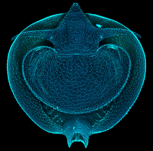 فراخوان مسابقه عکاسی Nikon’s Small World