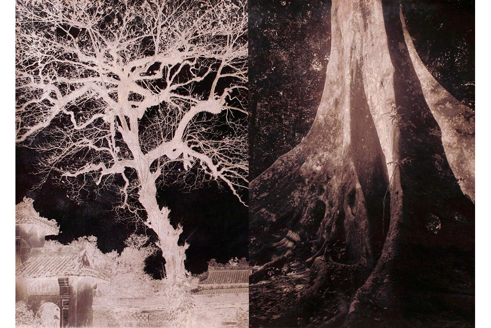 Trees provide inspiration for exhibition at the Palo Alto Art Center