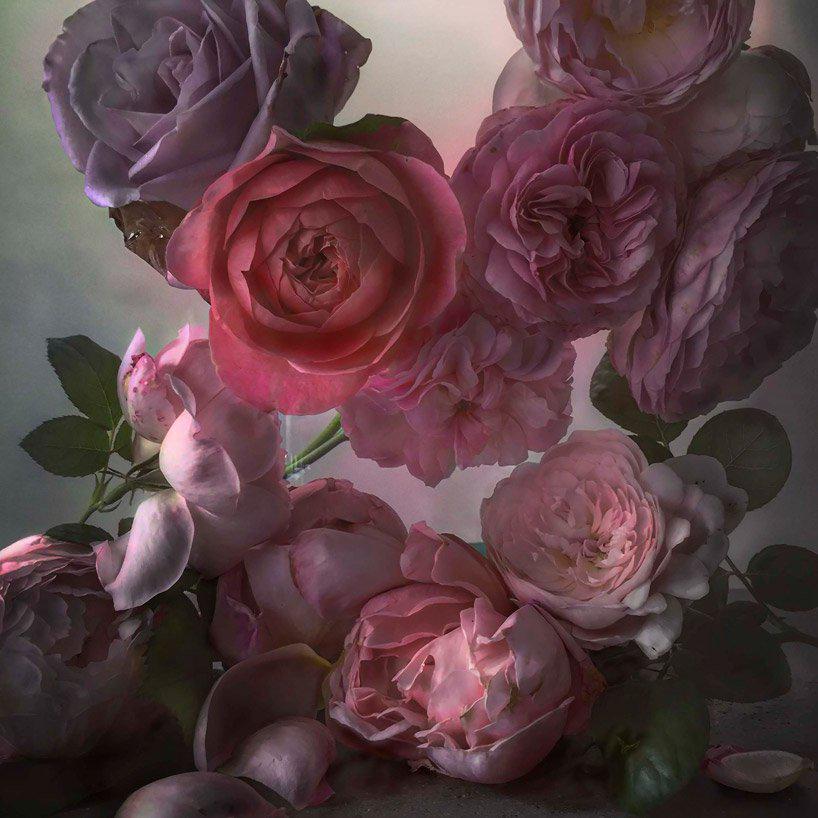 nick knight captures the life of a rose in photos that look like master paintings