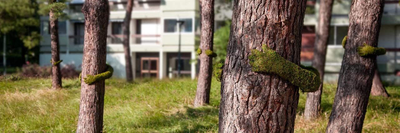 monsieur plant grows a love of nature in france with installation TREE HUG