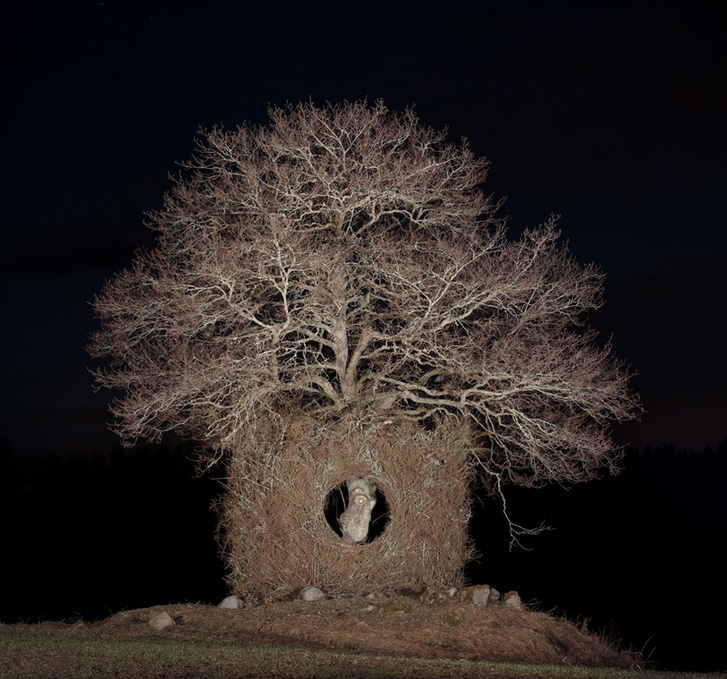 a giant nest encircles a solitary tree for the first in four part seasonal art series