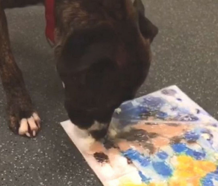 سگ نجات یافته با فروش نقاشی هایش 500 پوند به خیریه حیوانات کمک کرد